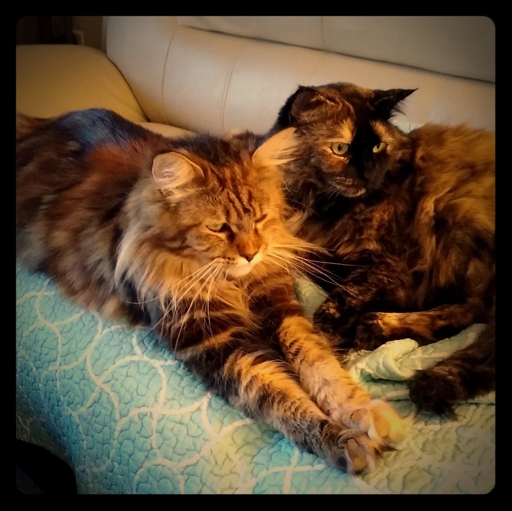 Gotta feed the cats ❣️❣️